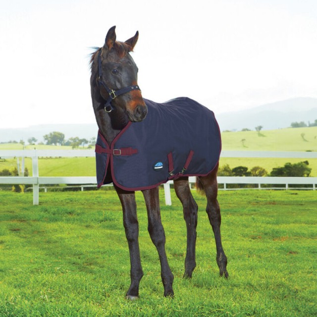 Weatherbeeta 1200D Foal Turnout Standard Neck 220G (Navy/Burgundy)
