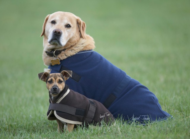 Mark (Clearance) Todd Fleece Dog Rug (Navy)