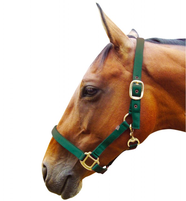 JHL Padded Headcollar (Hunter Green)