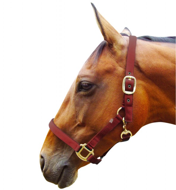 JHL Padded Headcollar (Burgundy)