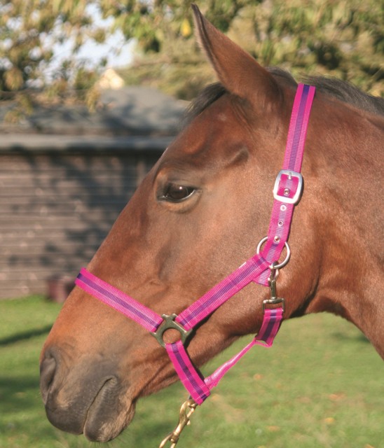 JHL Standard Headcollar (Fuchsia & Purple)