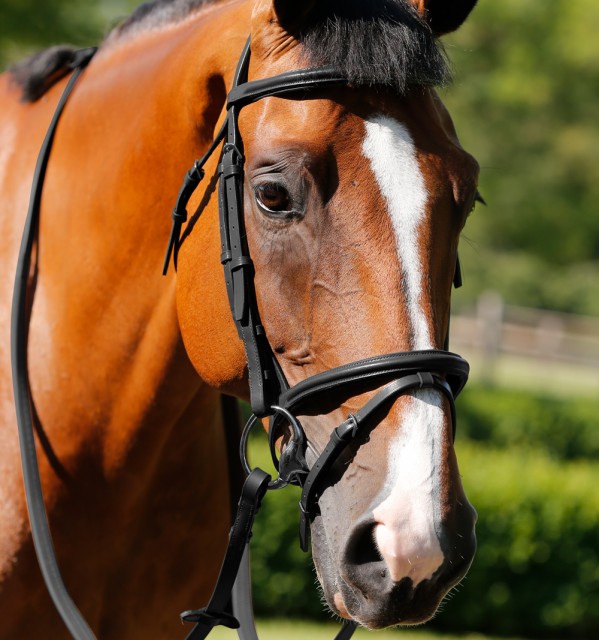 JHL Flash Bridle (Black)