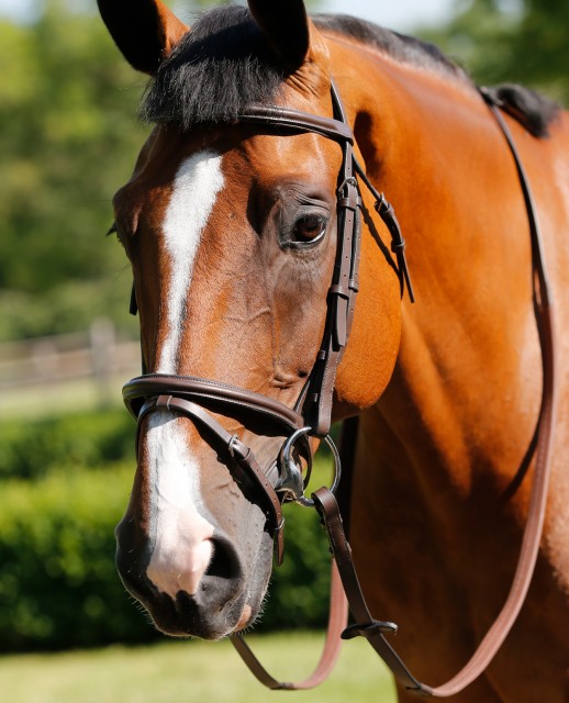 JHL Flash Bridle (Brown)