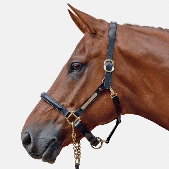 Albion Leather Head Collar Wychanger Barton