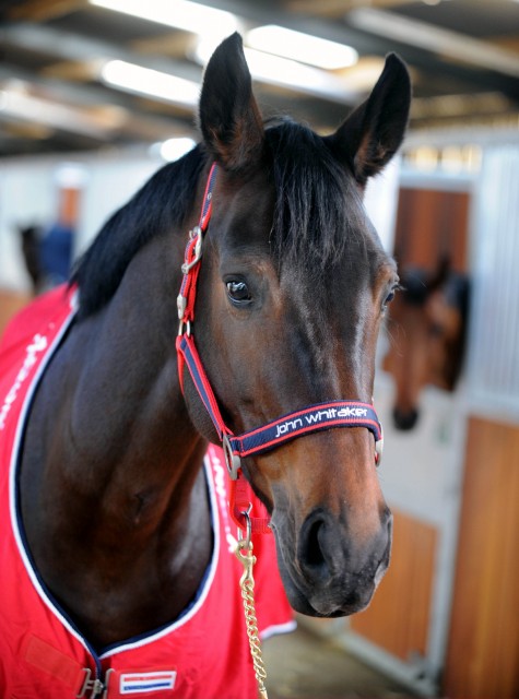 Whitaker Headcollar Padded Fleece (Red/Navy)