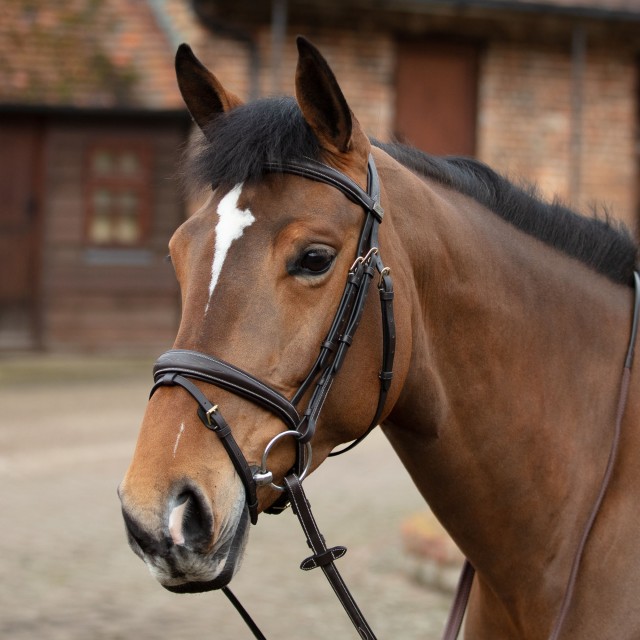 Mark Todd Raised Contrast Stitch Bridle