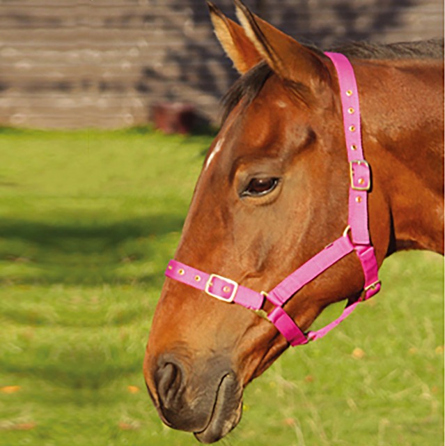 JHL Orion Headcollar  (Brown)