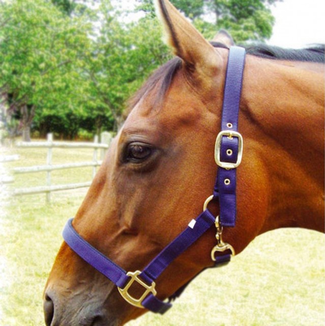 JHL Standard Headcollar (Navy/Light Blue)
