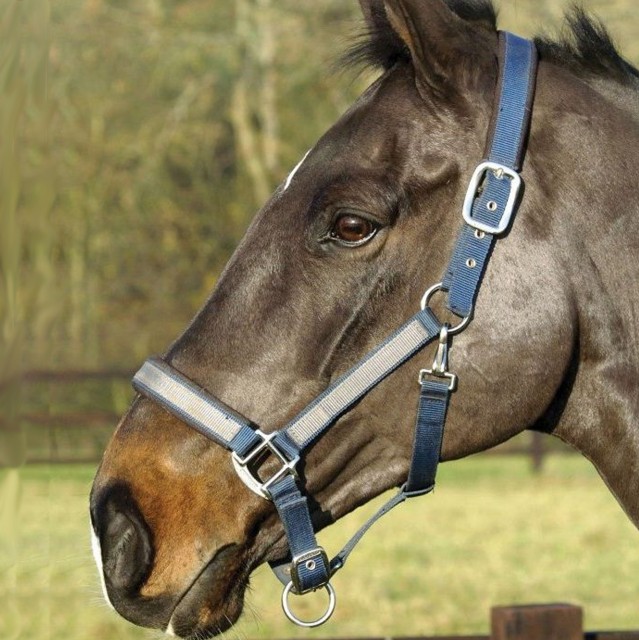 Mark Todd Padded Headcollar (Navy/Grey)