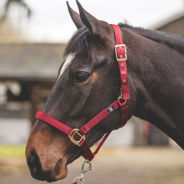 Mark Todd Turnout Safety Headcollar (Red)