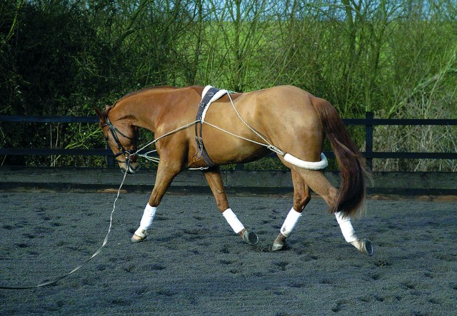 Mark Todd Essential Training System