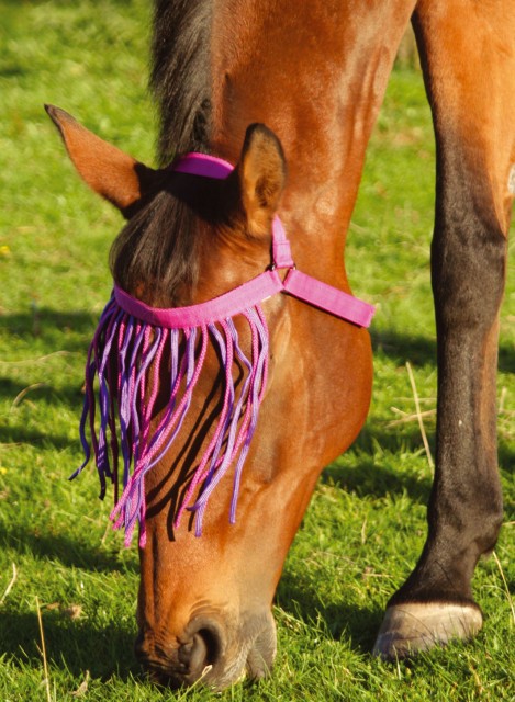 JHL Halter Fringe (Fuchsia/Purple)