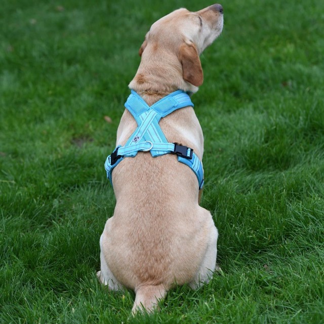 Woofmasta Hi-Viz Flashing Dog Harness (Aqua)