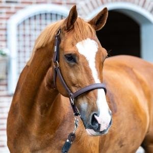 Tested. Trusted. Safer. 🟠🟡🟠 - The Equilibrium Stellar Headcollar is designed to release with...